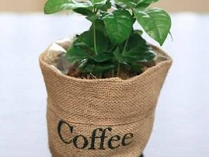 Уход за кофейным деревом в домашних условиях