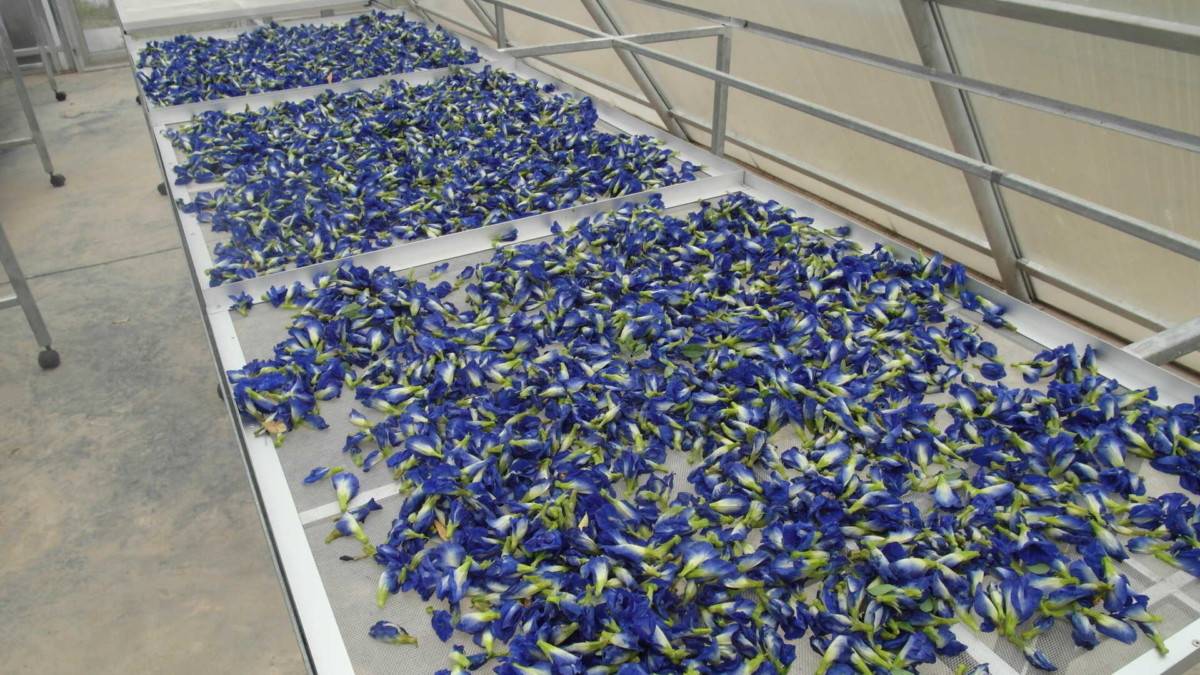 Синий чай Анчан