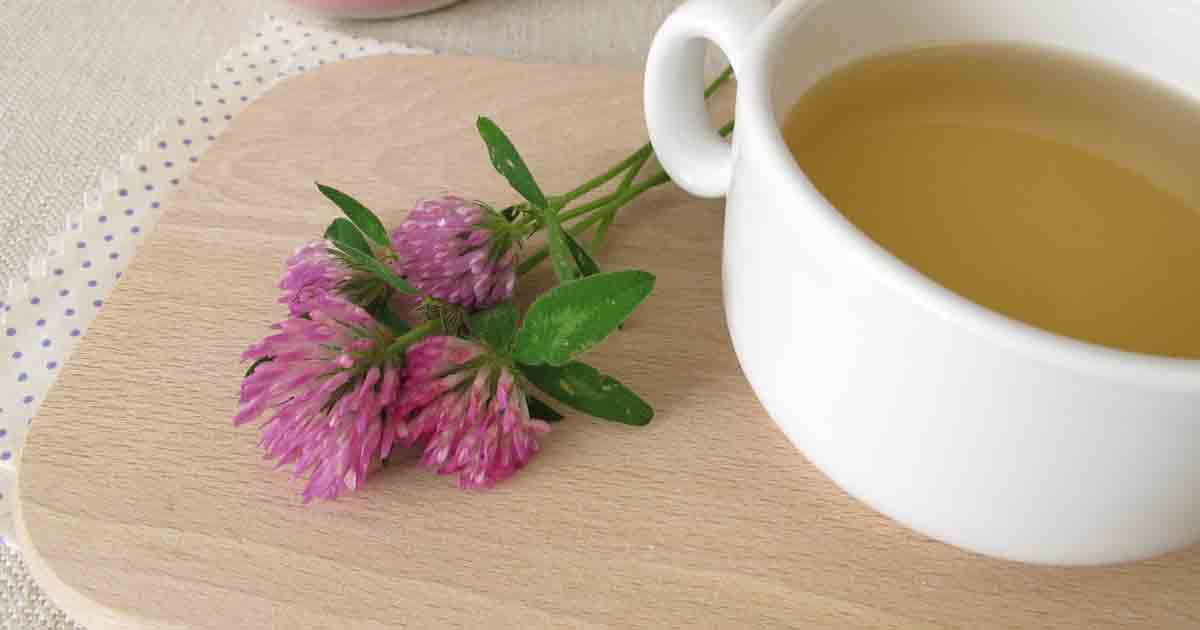 Клевер красный — лекарь классный! чай из клевера, польза и вред, лечебные рецепты