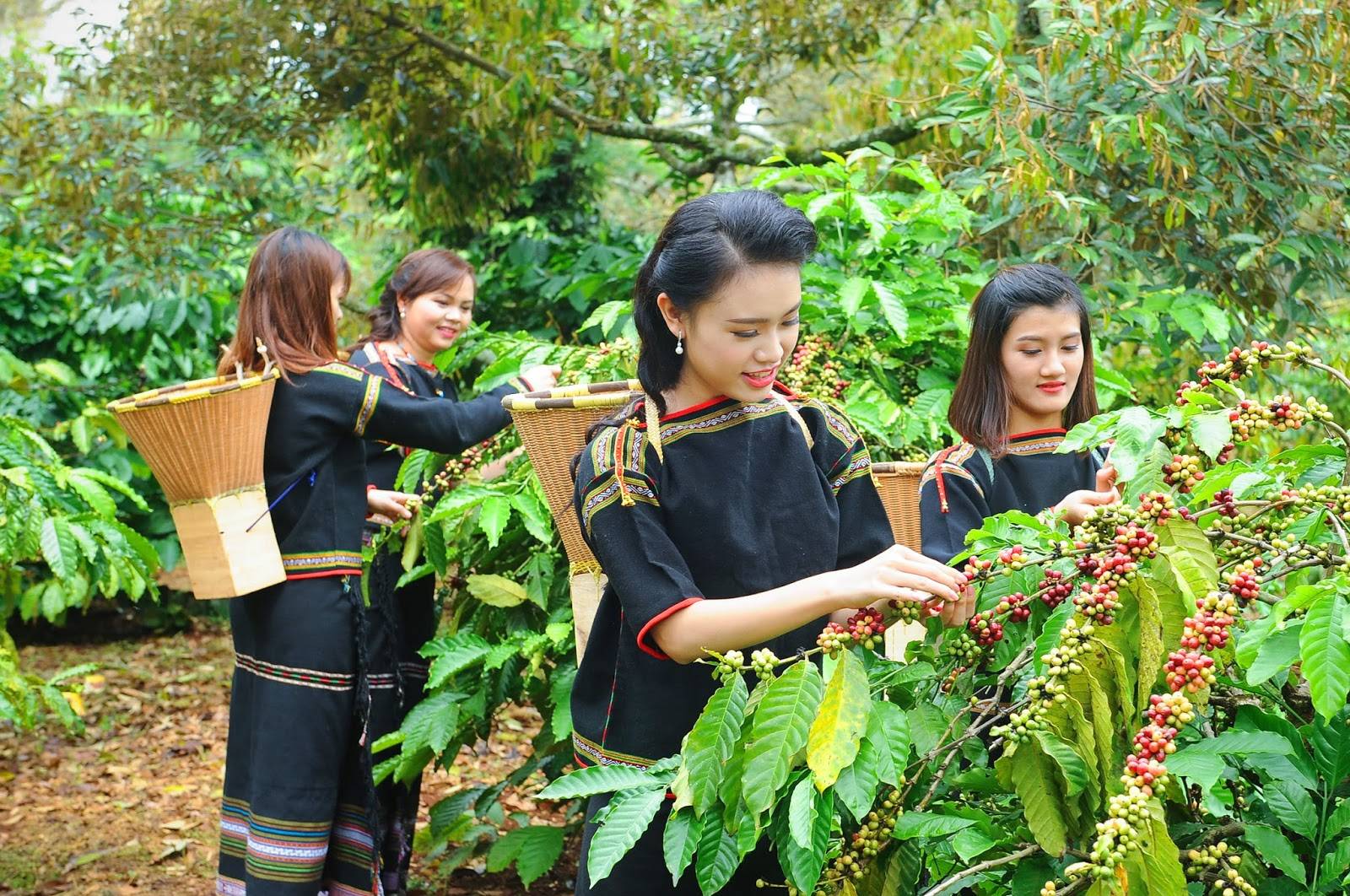 Как заваривают кофе во вьетнаме и что такое вьетнамская кофеварка