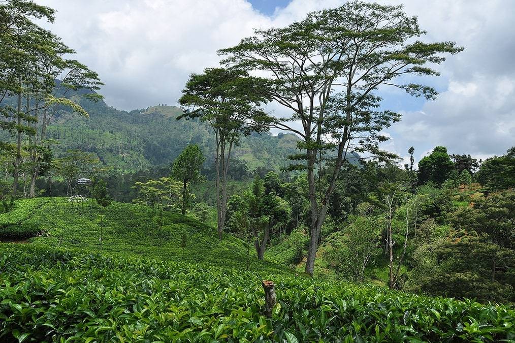 Лучшие чайные плантации мира – чай не ведает границ