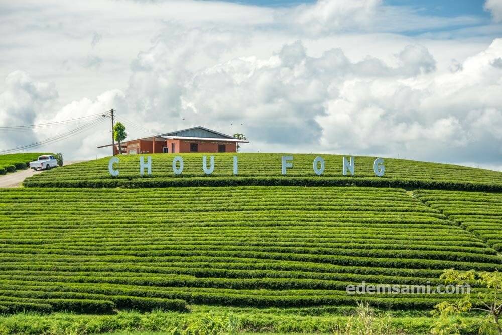 Тайский зеленый чай