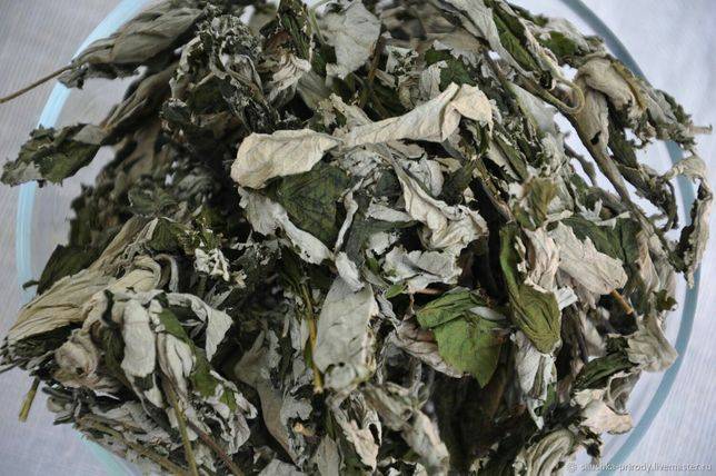 Ферментированный чай из листьев вишни: технология приготовления в домашних условиях