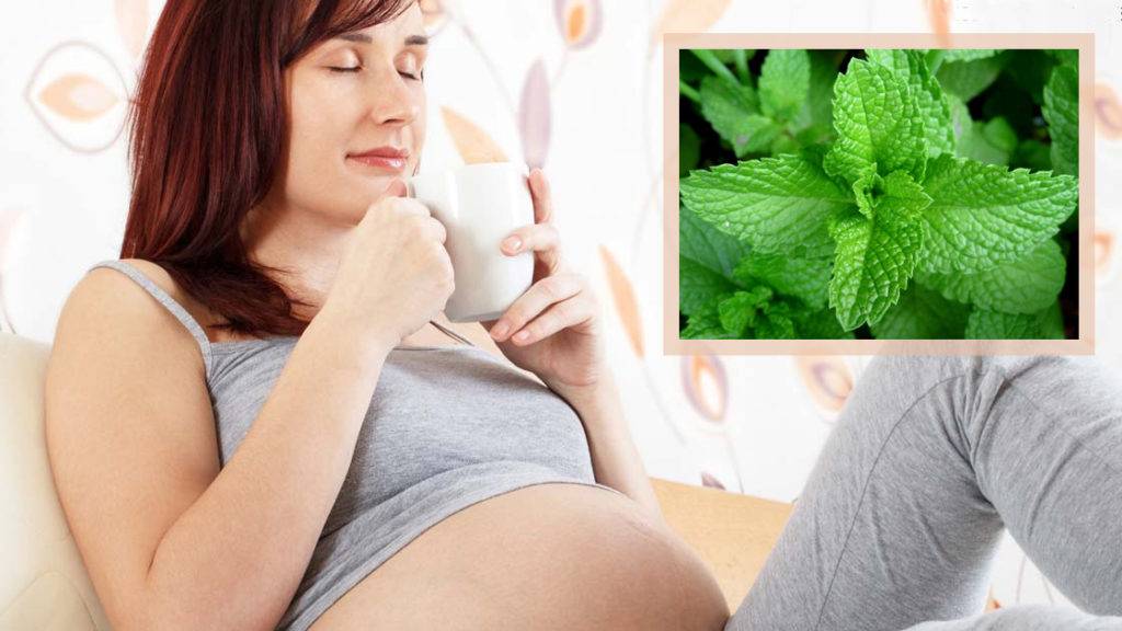 Полезен ли мятный чай при беременности?