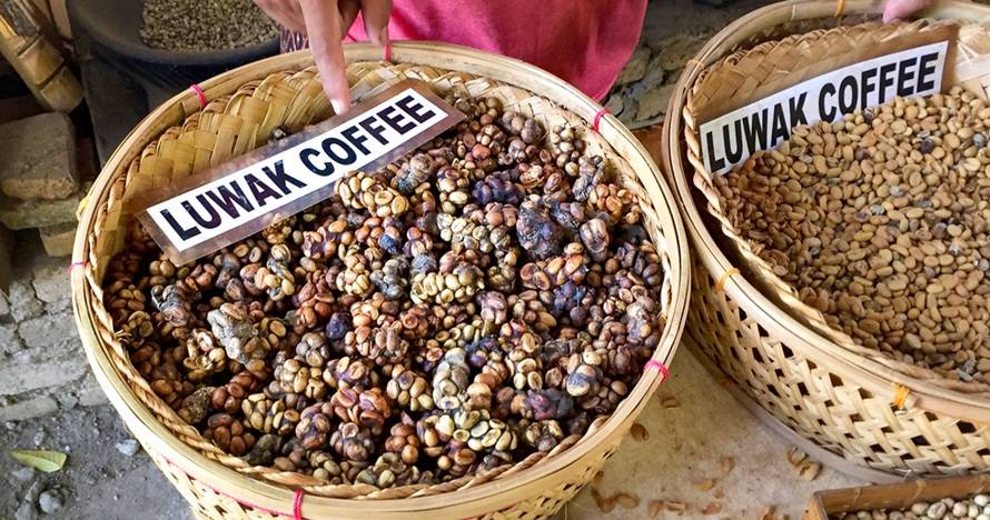 Кофе из кала и помета животных из вьетнама — название и цена в 2020 году