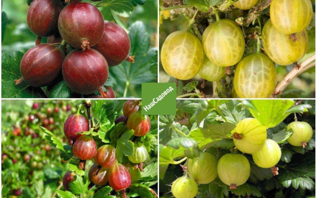 Отвар крыжовника