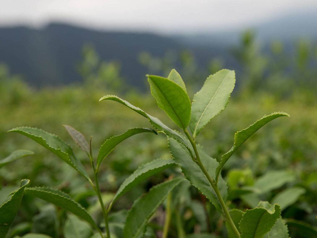 Чай выращивают в краснодарском крае белореченский
