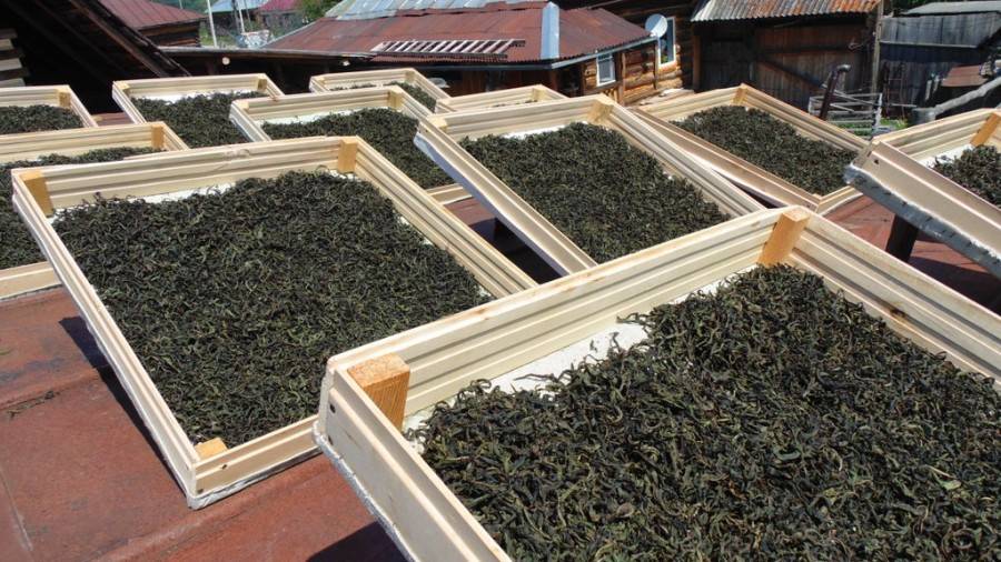 Копорский чай (видео)