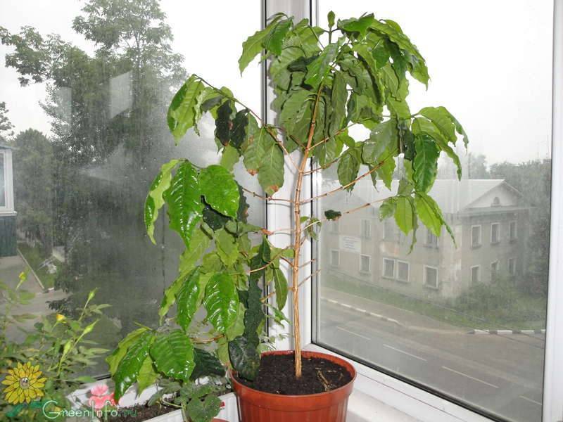 Кофейное дерево и выращивание его в домашних условиях