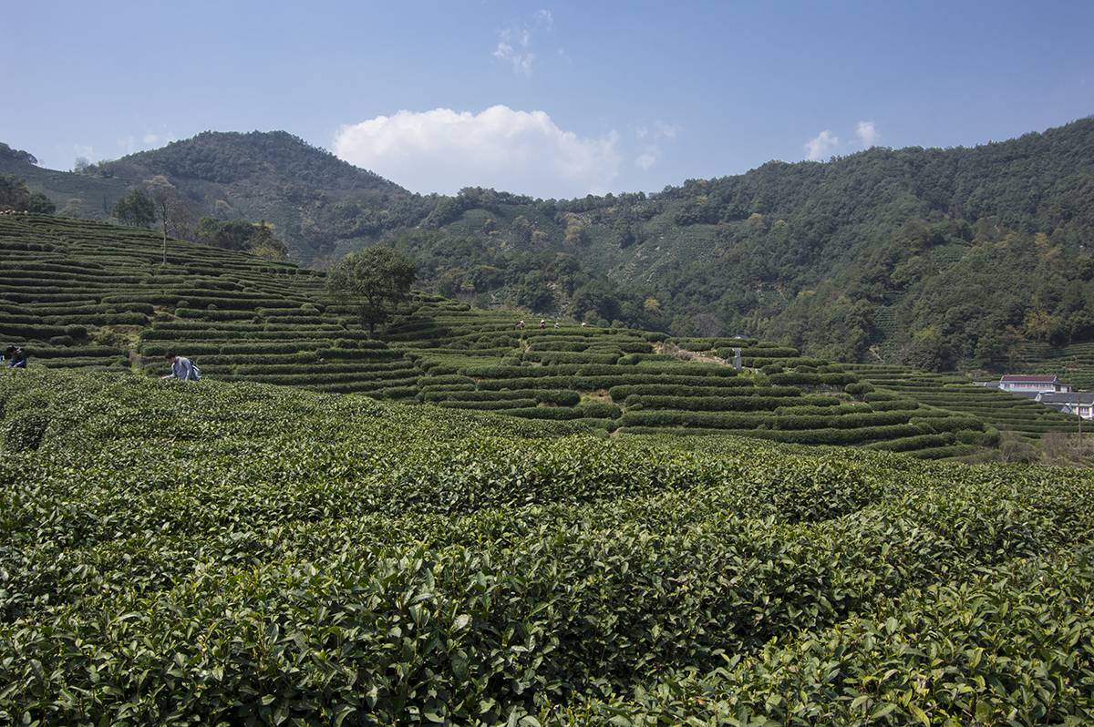 Чай Лунцзин