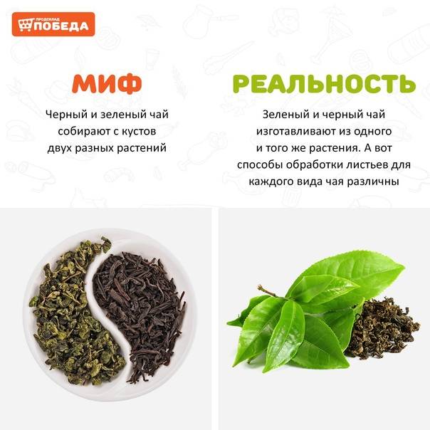 Какой чай полезнее: черный или зеленый, что лучше пить