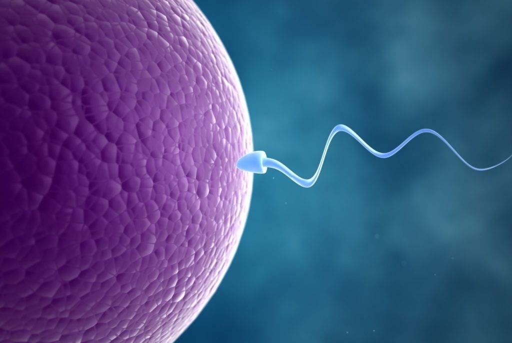 Влияние кофе на зачатие