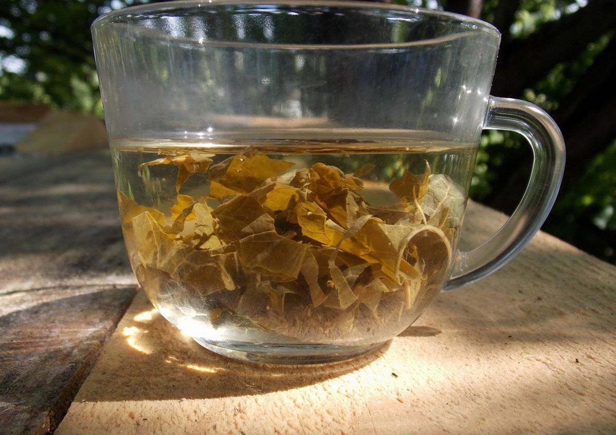 Чай гинкго билоба: инструкция по применению
