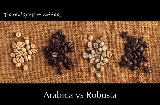 Арабика или робуста – что лучше?