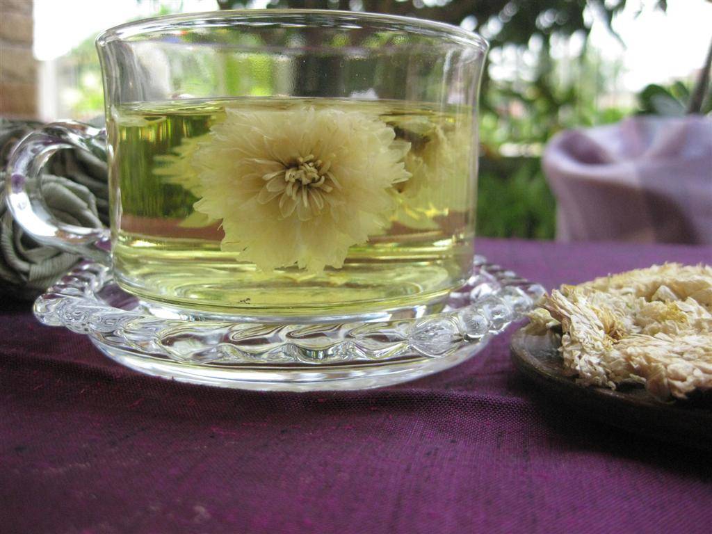 Чай из хризантемы - как заваривать, польза и вред