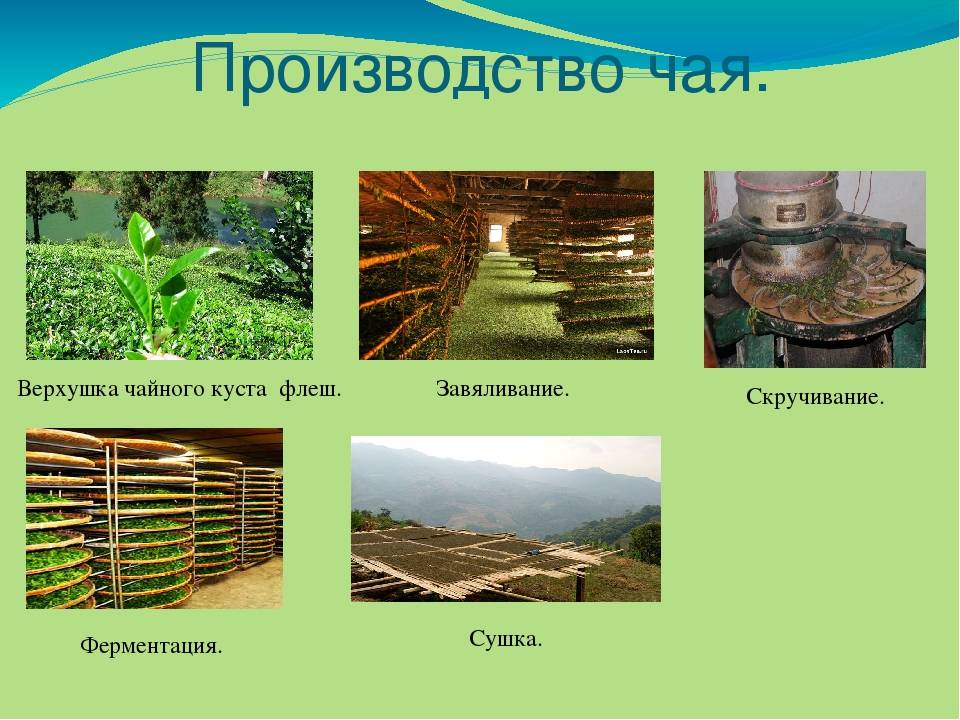 Производство зеленого чая, описание процесса | wonder of tea