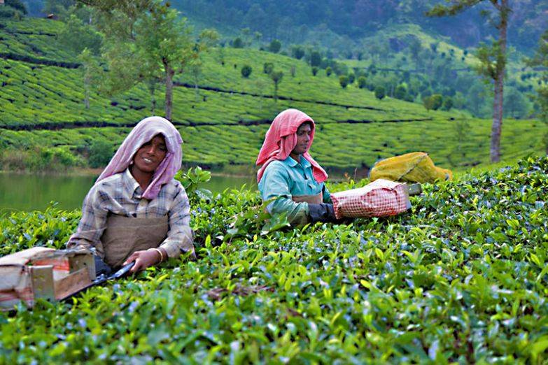 Где растет чай, особенности выращивания