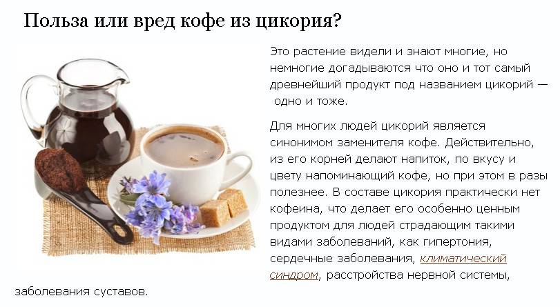 Цикорий: полезный заменитель кофе? что думают о цикории врачи - автор врач борис аксенов - журнал женское мнение