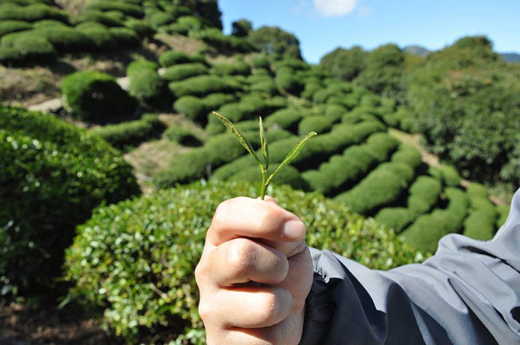 Чай Мэн Дин Хуан Я – прекрасный напиток для чайных церемоний