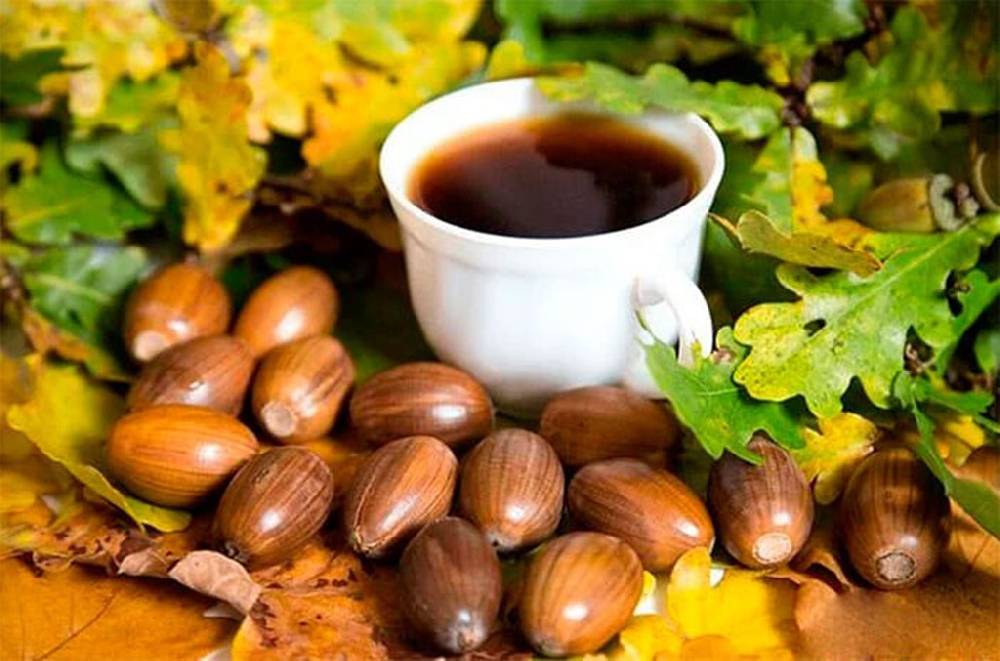 Желудевый кофе: польза для здоровья и способы приготовления