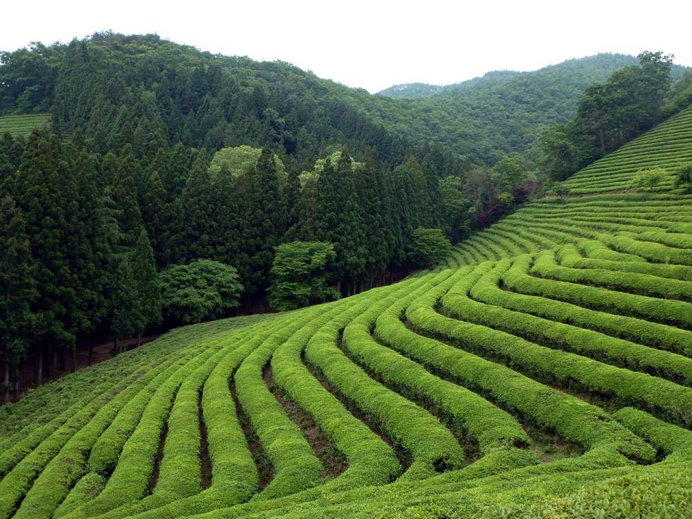 Лучшие чайные плантации мира – чай не ведает границ | великий чайный путь