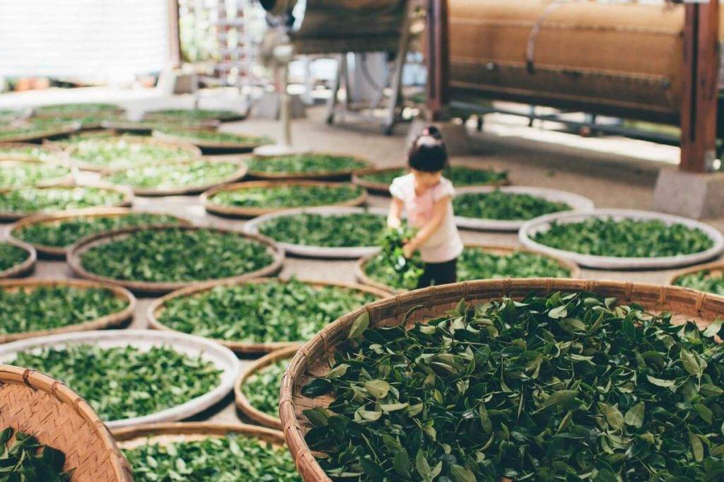Выращивание, сбор и обработка чая. классификация по степени окисления