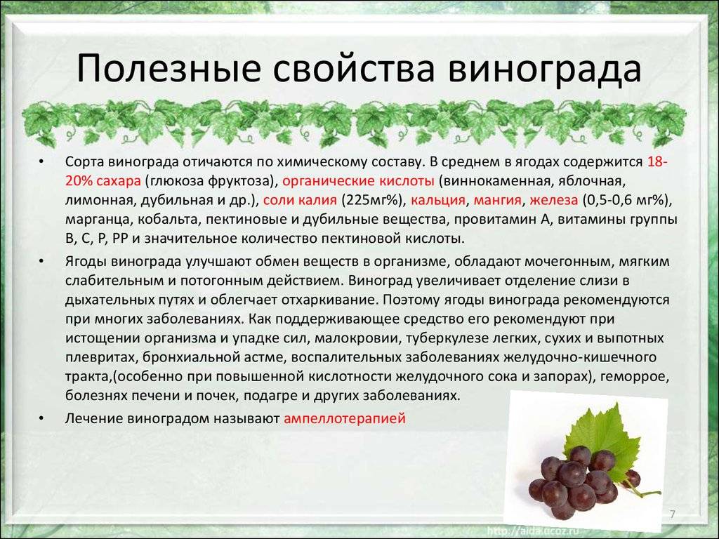Сочный и сладкий виноград - полезные свойства и применение в медицине