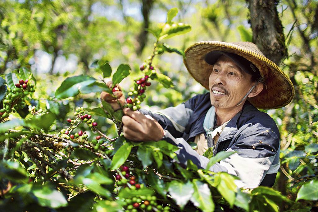 Индонезийский кофе: особенности, регионы, виды и сорта