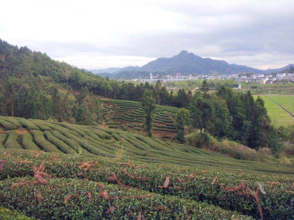 Улун Жоу Гуй – описание утесного чая из провинции Фуцзянь