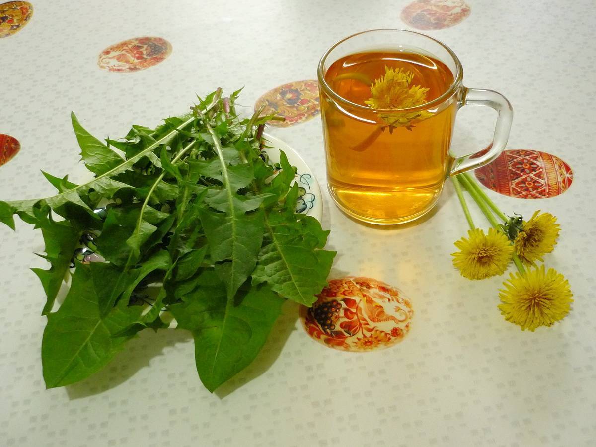 Чай из одуванчиков: польза и вред, рецепты приготовления