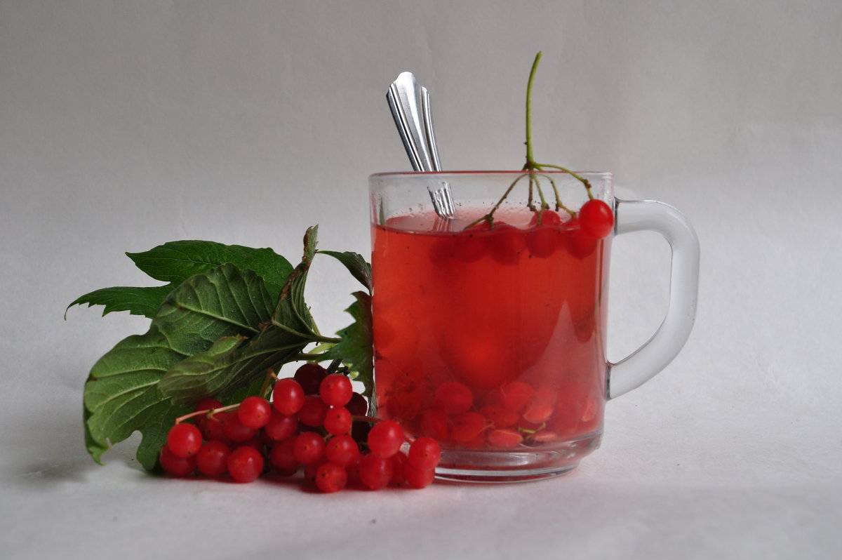 Полезные свойства и приготовление чая с калиной