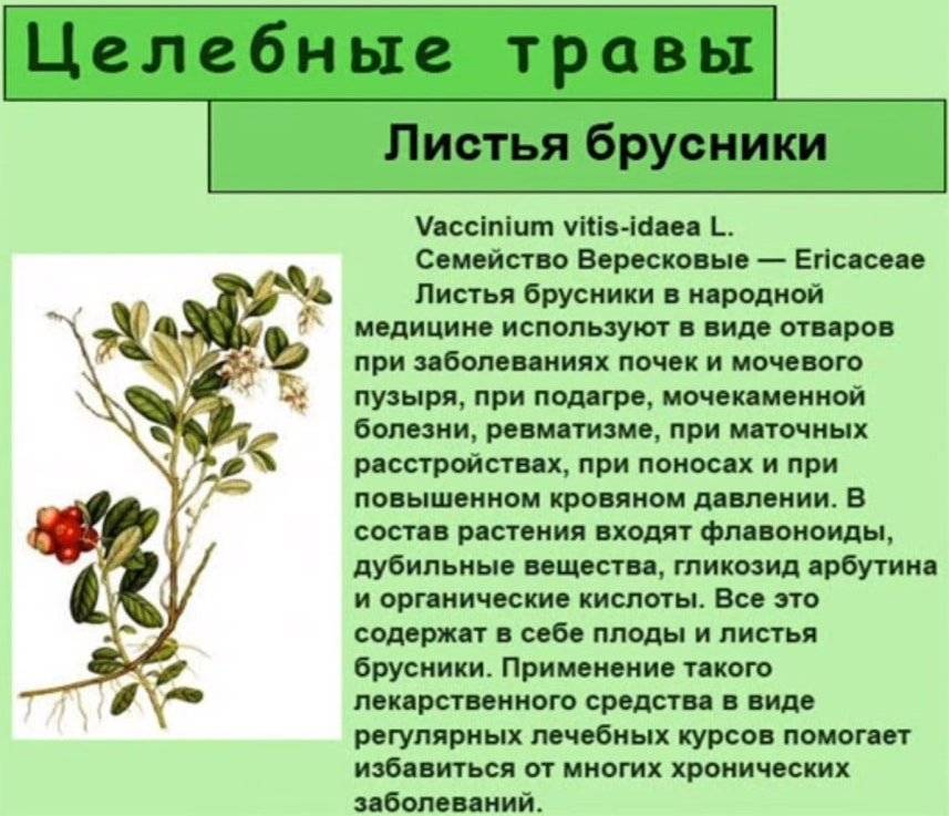 Листья брусники – лечебные свойства и противопоказания, отвар и настои — med-anketa.ru