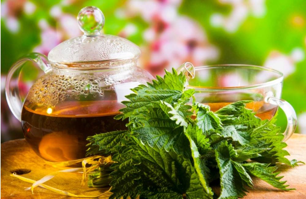 Полезные свойства крапивного чая и как его приготовить