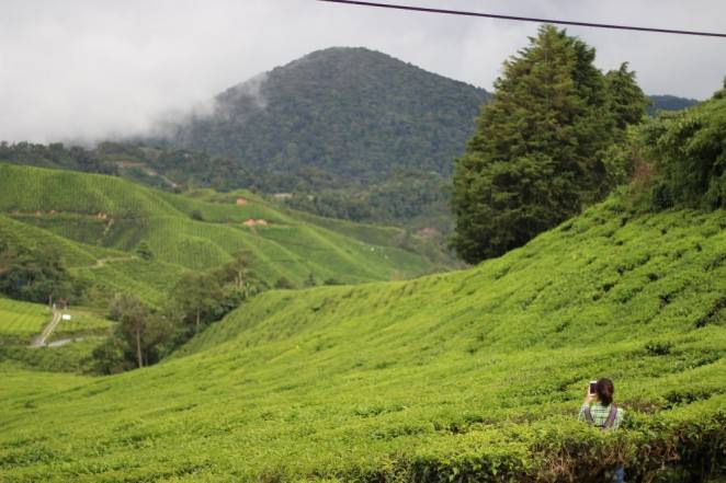 Лучшие чайные плантации мира – чай не ведает границ