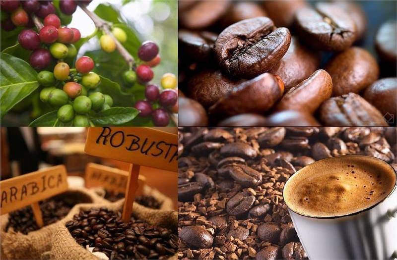 Сорта и особенности приготовления кофе из вьетнама
