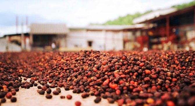 Какой кофе производят в гондурасе
