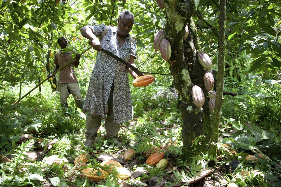 Какао-дерево - вики