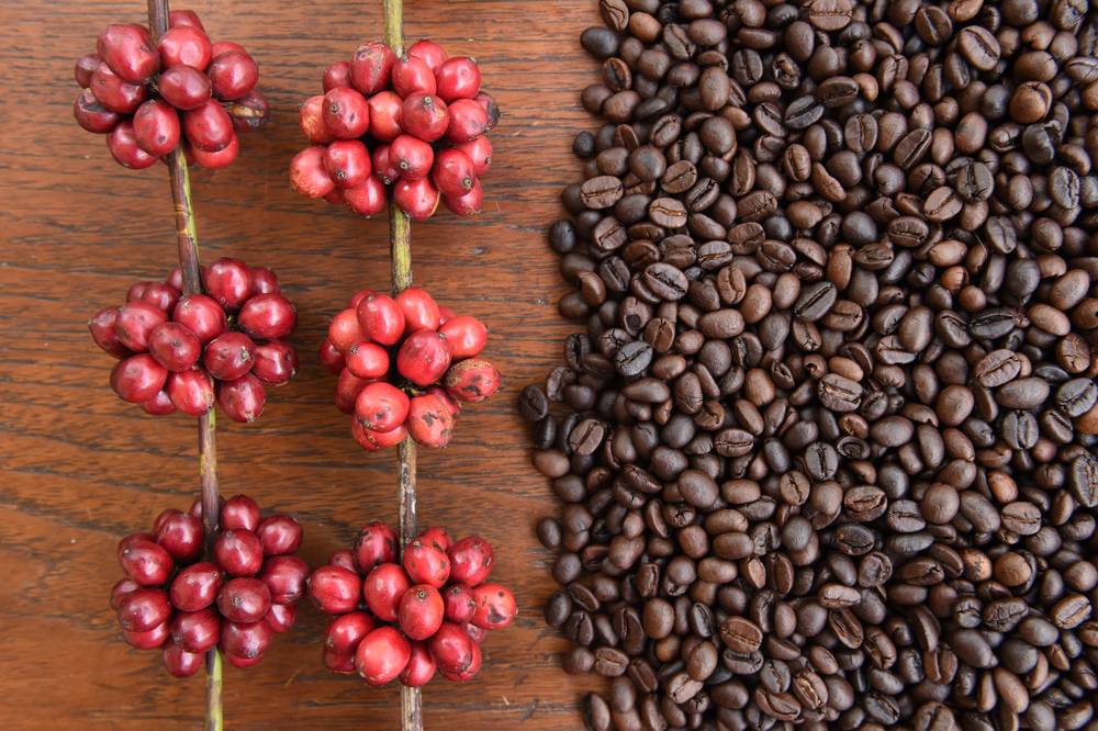 Какие вещества содержатся в кофейном зерне?