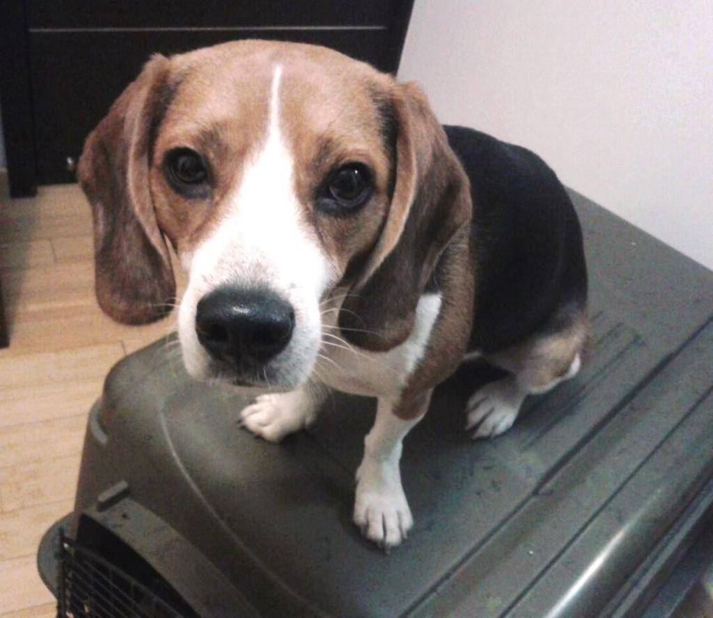 Сколько кофе можно ввозить в Россию