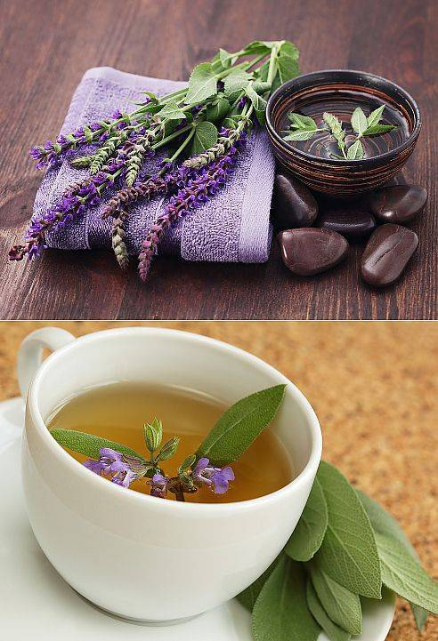Чай из шалфея: рецепты и место в народной медицине