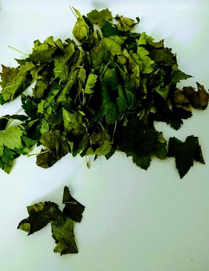 Чай из листьев малины: ферментирование сырья - def4onki