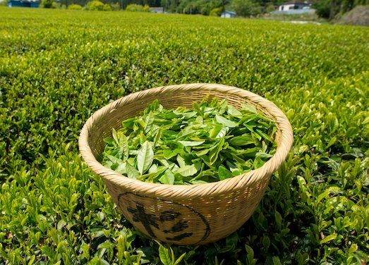 Зеленый чай во время похудения сбросить вес