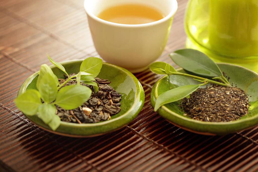 Чай из кленовых листьев. чай из листьев. | здоровье человека