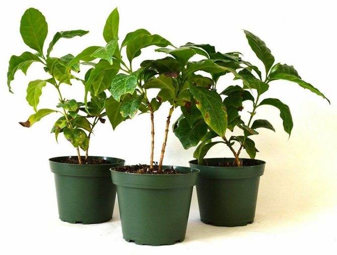 Как вырастить кофейное дерево в домашних условиях: основные правила по уходу за ним