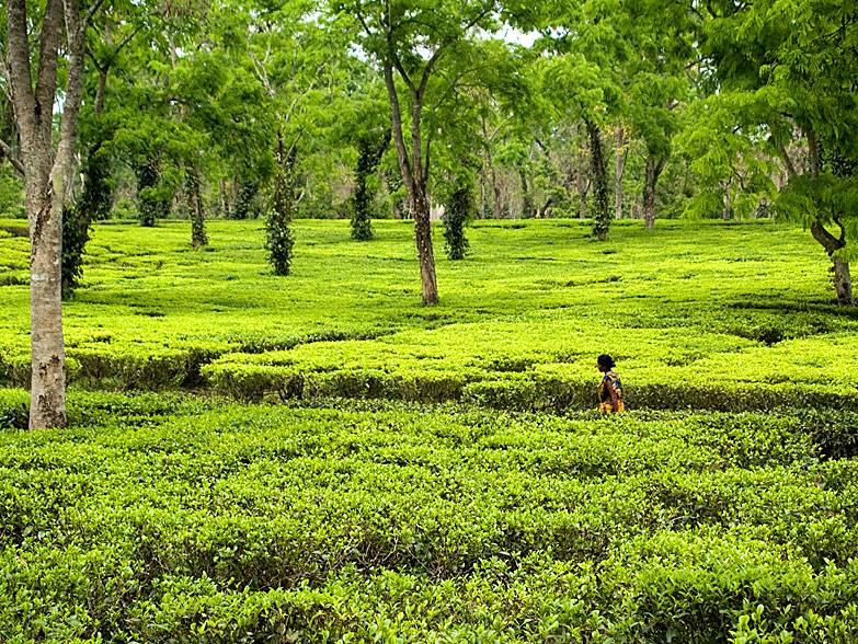 Где и как растет чай — чайные плантации разных стран