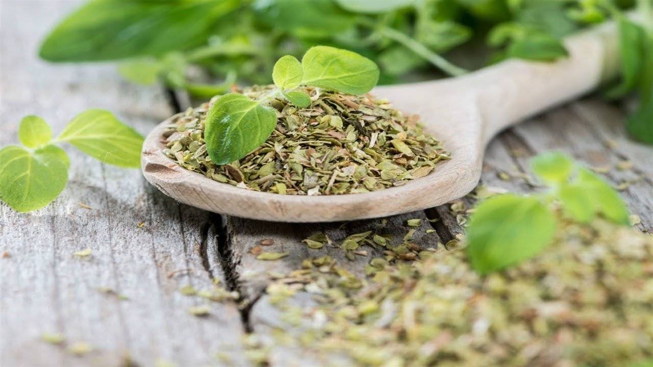 Польза и противопоказания чая с душицей