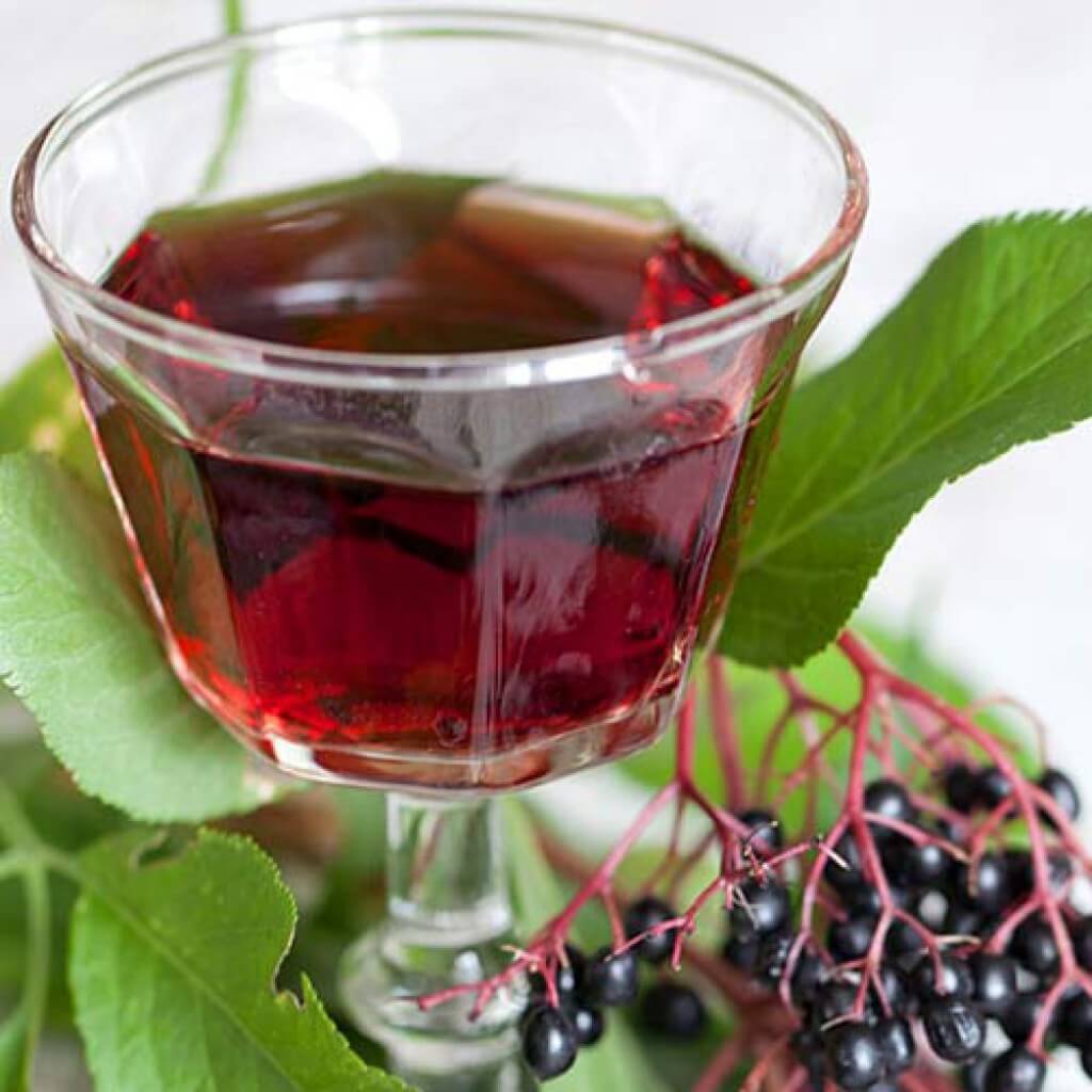 Как применять чай из цветов бузины при простуде?