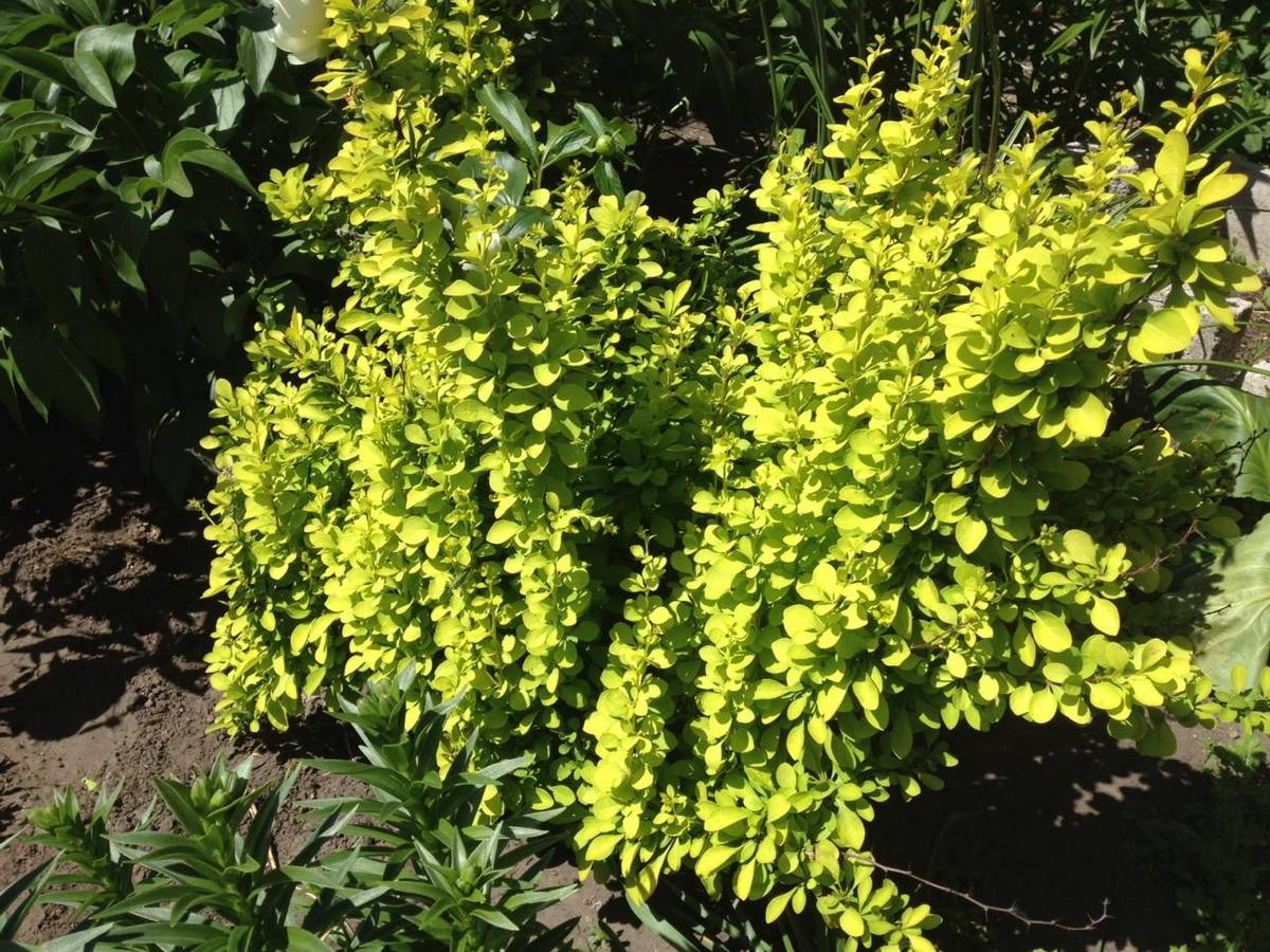 Чай с барбарисом