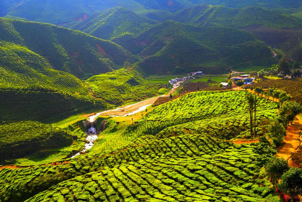 Чайные плантации шри-ланки, индии, вьетнама и малайзии | великий чайный путь