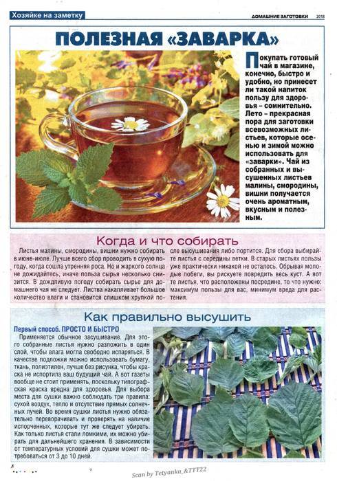 Как заготавливают листья смородины и малины на чай